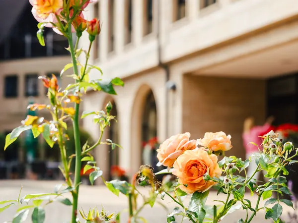 Rosen vor der Hotelarkade
