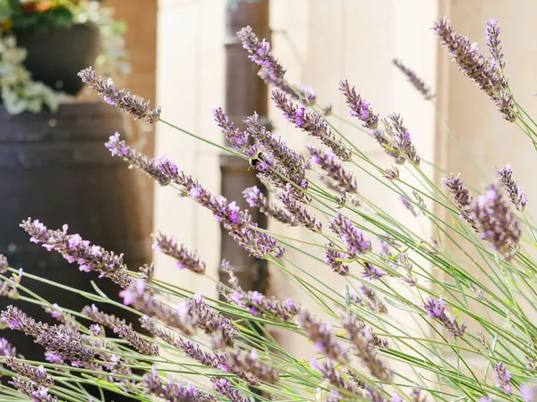 Lavendel im Hotelgarten