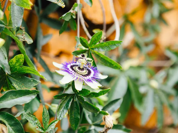 Passionsblume mit Hummel